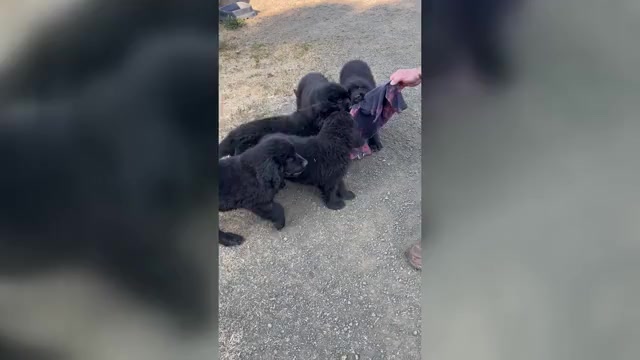 Video preview image #1 Newfoundland Puppy For Sale in TENMILE, OR, USA