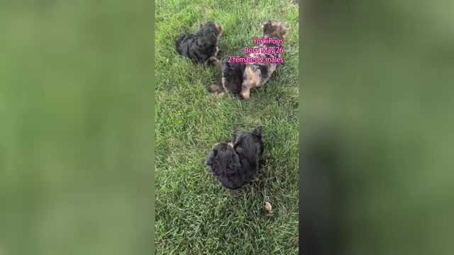 Video preview image #2 Yorkipoo Puppy For Sale in GOSHEN, IN, USA