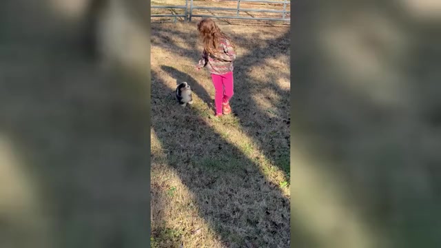 Video preview image #5 Miniature American Shepherd Puppy For Sale in NOLENSVILLE, TN, USA