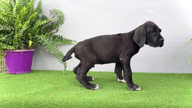 Video preview image #2 Great Dane Puppy For Sale in WAKARUSA, IN, USA