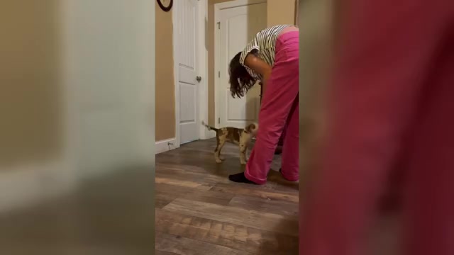 Video preview image #6  Breeder Profile in WESTFIELD, NC, USA