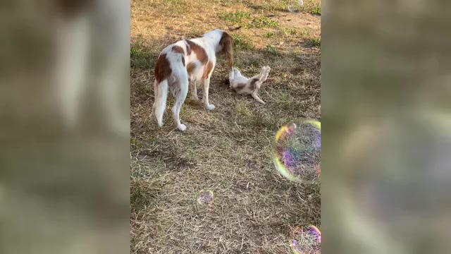 Video preview image #3 Cavalier King Charles Spaniel Puppy For Sale in BROWNWOOD, TX, USA