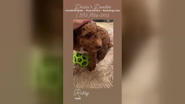 Video preview image #10 Goldendoodle Puppy For Sale in BREA, CA, USA