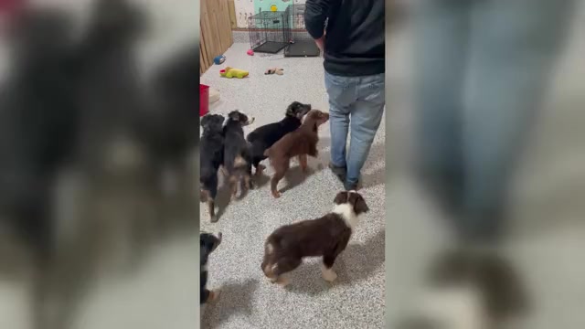 Video preview image #6 Australian Shepherd Puppy For Sale in OLD LYME, CT, USA