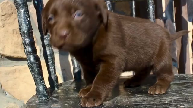 Video preview image #6 Labrador Retriever Puppy For Sale in CAPON BRIDGE, WV, USA