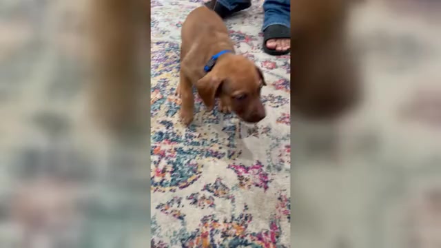 Video preview image #5 Belgian Malinois-Catahoula Leopard Dog Mix Puppy For Sale in WASHINGTON, DC, USA