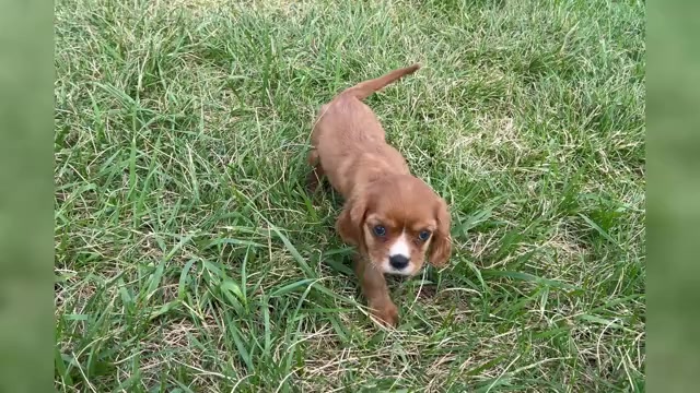 Video preview image #1 Cavalier King Charles Spaniel Puppy For Sale in WARSAW, IN, USA