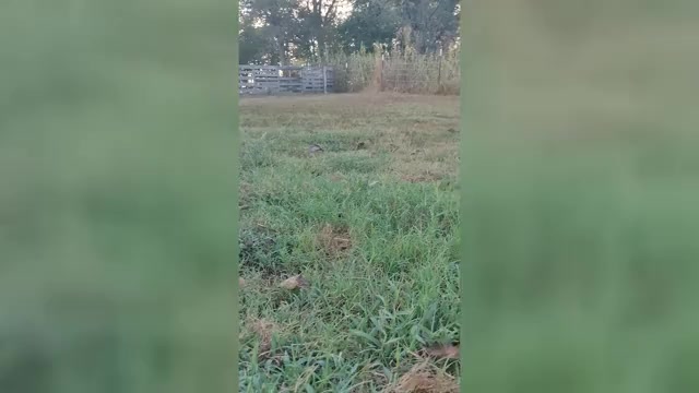 Video preview image #1 German Shepherd Dog Puppy For Sale in COUCH, MO, USA