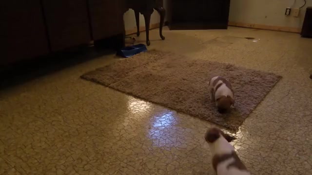 Video preview image #1 Jack Russell Terrier Puppy For Sale in CINCINNATI, OH, USA