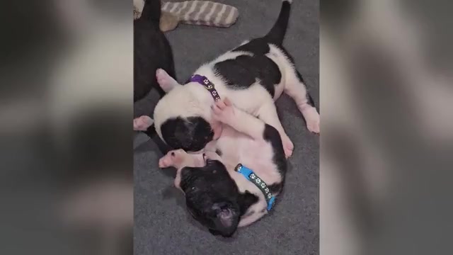 Video preview image #3 Presa Canario Puppy For Sale in PHILADELPHIA, PA, USA