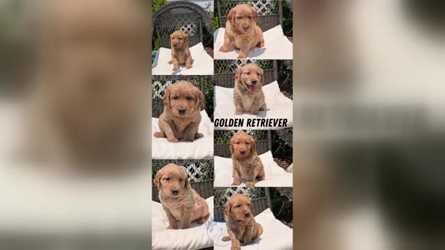 Video preview image #8  Breeder Profile in GOSHEN, IN, USA