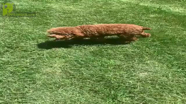 Video preview image #10 Poodle (Miniature) Puppy For Sale in WARSAW, IN, USA