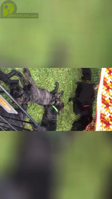 Video preview image #6 Cane Corso Puppy For Sale in GULLIVER, MI, USA