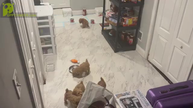 Video preview image #1  Breeder Profile in BALTIMORE, MD, USA