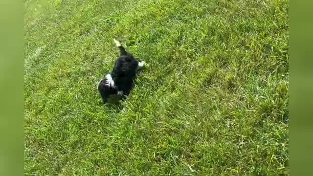 Video preview image #1 Cavapoo Puppy For Sale in WARSAW, IN, USA