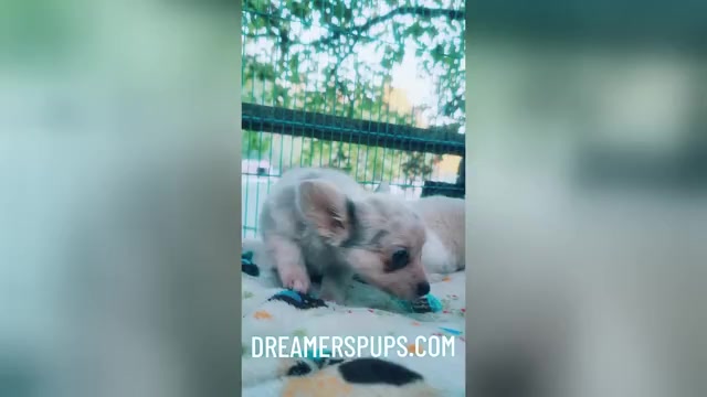 Video preview image #30  Breeder Profile in ADAMSVILLE, TN, USA