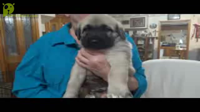 Video preview image #1 ANATOLIAN MASTIFF Puppy For Sale in PIKETON, OH, USA