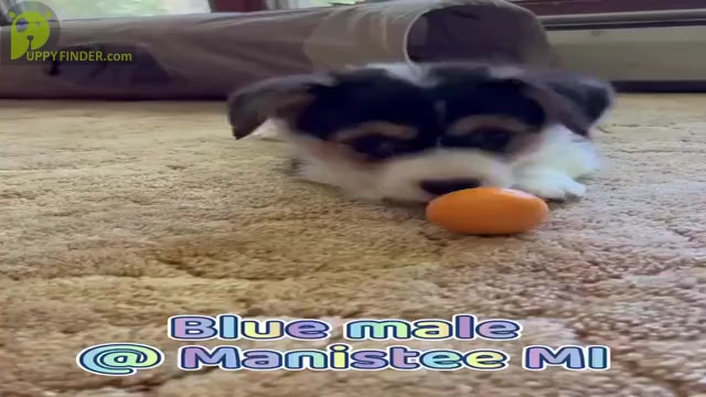 Video preview image #3 Pembroke Welsh Corgi Puppy For Sale in MANISTEE, MI, USA