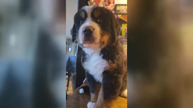 Video preview image #4 Bernese Mountain Dog Puppy For Sale in HILLSBORO, OH, USA