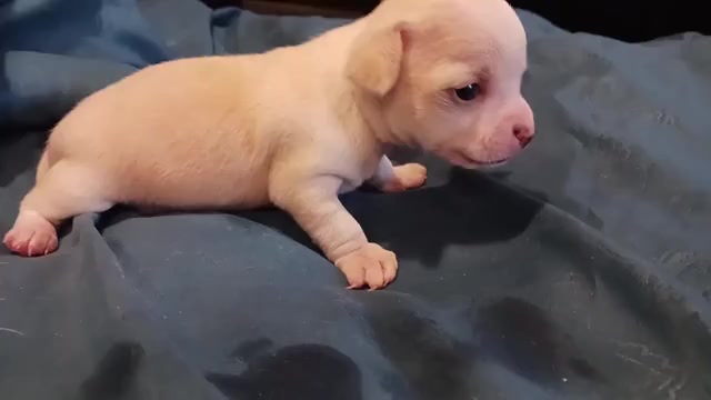 Video preview image #4 Chihuahua Puppy For Sale in BELLE FOURCHE, SD, USA