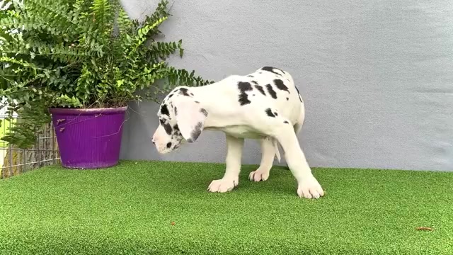Video preview image #10 Great Dane Puppy For Sale in WAKARUSA, IN, USA