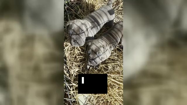 Video preview image #2 Cane Corso Puppy For Sale in MOUNT MORRIS, MI, USA