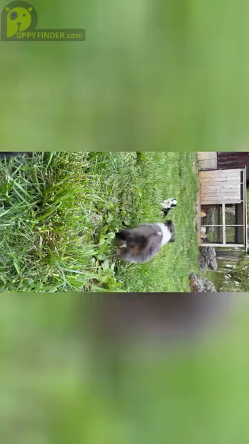 Video preview image #3  Breeder Profile in SWANNANOA, NC, USA