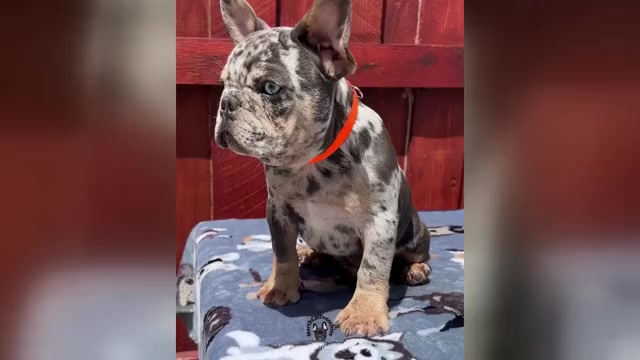 Video preview image #1 French Bulldog Puppy For Sale in SACRAMENTO, CA, USA