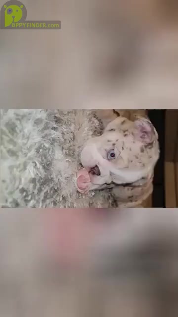 Video preview image #5 English Bulldog Puppy For Sale in CORONA, CA, USA