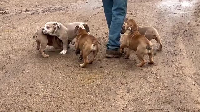 Video preview image #4 Olde English Bulldogge Puppy For Sale in CHETEK, WI, USA