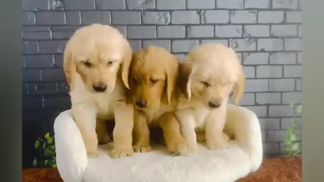 Video preview image #1 Golden Retriever Puppy For Sale in OCALA, FL, USA