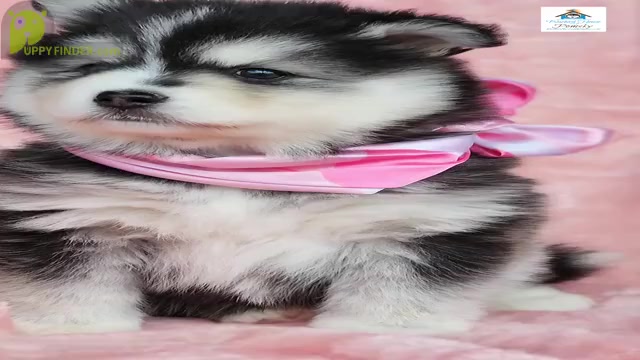 Video preview image #1 Pomsky Puppy For Sale in PRINCETON, MN, USA