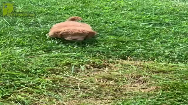 Video preview image #14 Goldendoodle (Miniature) Puppy For Sale in WARSAW, IN, USA