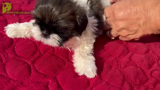 Video preview image #13 Shih Tzu Puppy For Sale in MOORESVILLE, NC, USA