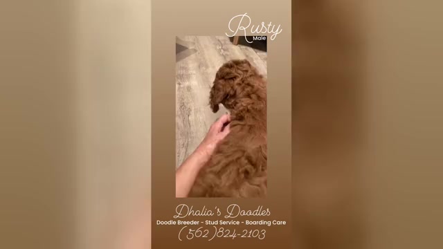 Video preview image #7 Goldendoodle Puppy For Sale in BREA, CA, USA
