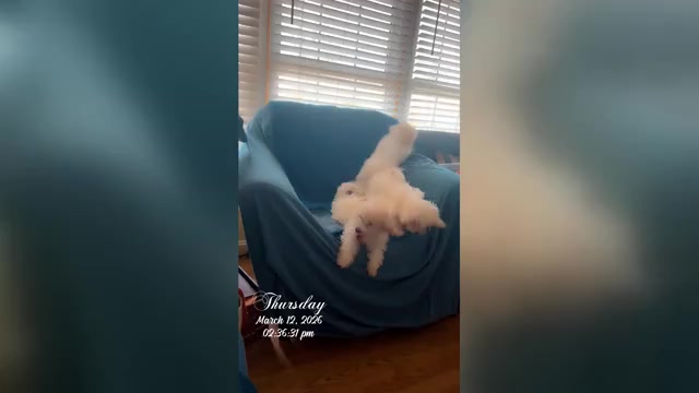 Video preview image #8 Maltipoo (Miniature) Puppy For Sale in HIGH POINT, NC, USA