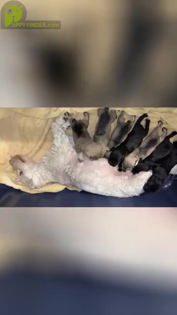 Video preview image #1  Breeder Profile in MURFREESBORO, TN, USA