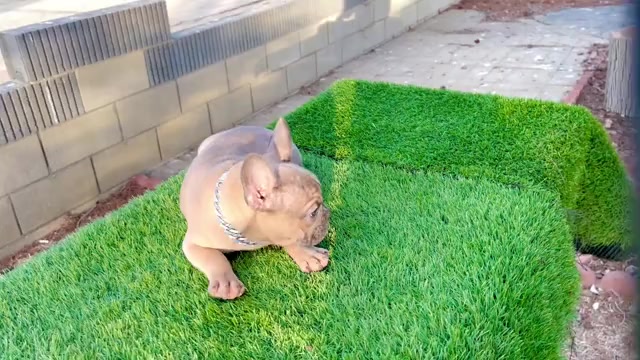 Video preview image #3 French Bulldog Puppy For Sale in WEST HOLLYWOOD, CA, USA