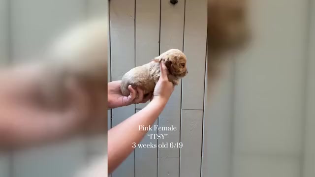 Video preview image #1 Cock-A-Poo Puppy For Sale in TRINITY, NC, USA