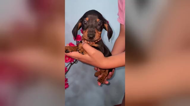 Video preview image #1 Dachshund Puppy For Sale in LITTLEROCK, CA, USA