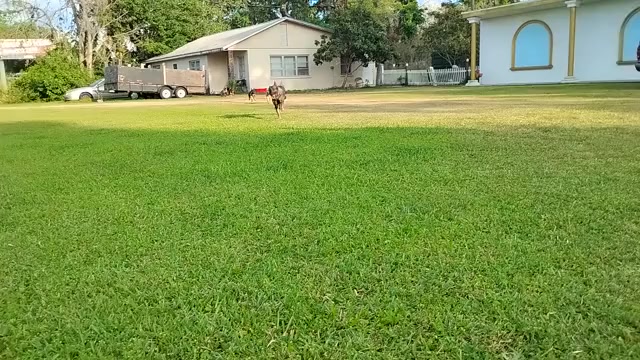 Video preview image #1 German Shepherd Dog Puppy For Sale in LAKELAND, FL, USA