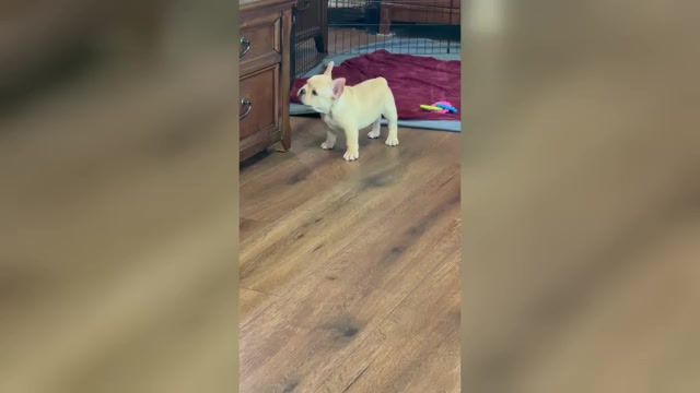 Video preview image #2 French Bulldog Puppy For Sale in WILLIAMSVILLE, MO, USA