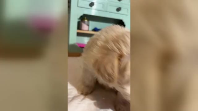 Video preview image #1 Schnauzer (Miniature) Puppy For Sale in MORENO VALLEY, CA, USA