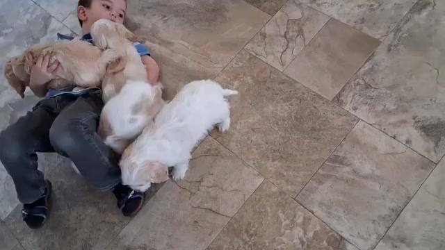 Video preview image #3 Cavachon Puppy For Sale in STANLEY, WI, USA