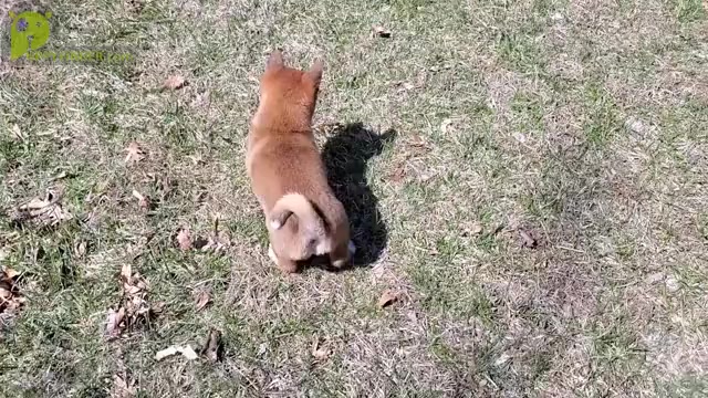Video preview image #1 Shiba Inu Puppy For Sale in CLARK, MO, USA