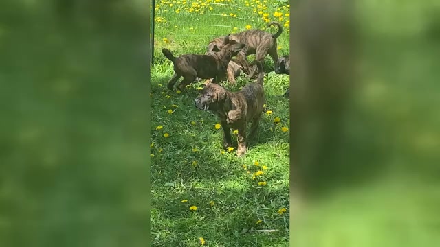 Video preview image #1 Presa Canario Puppy For Sale in ANSON, ME, USA