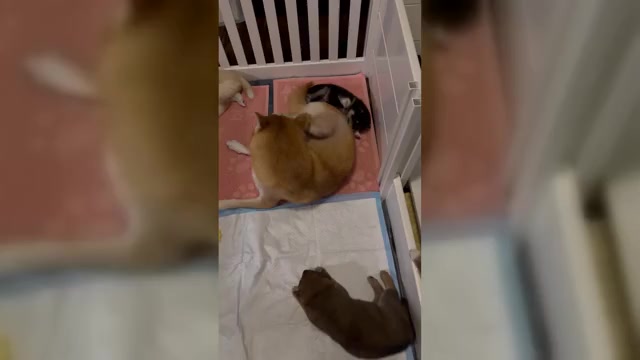 Video preview image #1 Shiba Inu Puppy For Sale in WINTER PARK, FL, USA