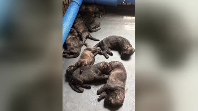 Video preview image #1 German Shepherd Dog Puppy For Sale in ALTAMONTE SPRINGS, FL, USA