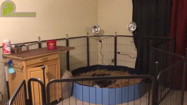 Video preview image #4  Breeder Profile in MIAMI, FL, USA