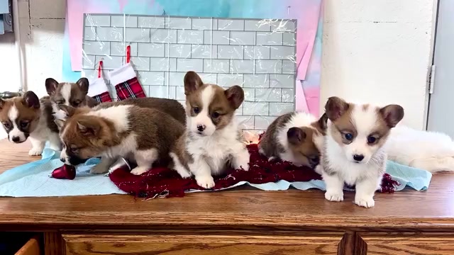 Video preview image #1 Cardigan Welsh Corgi Puppy For Sale in WAKARUSA, IN, USA